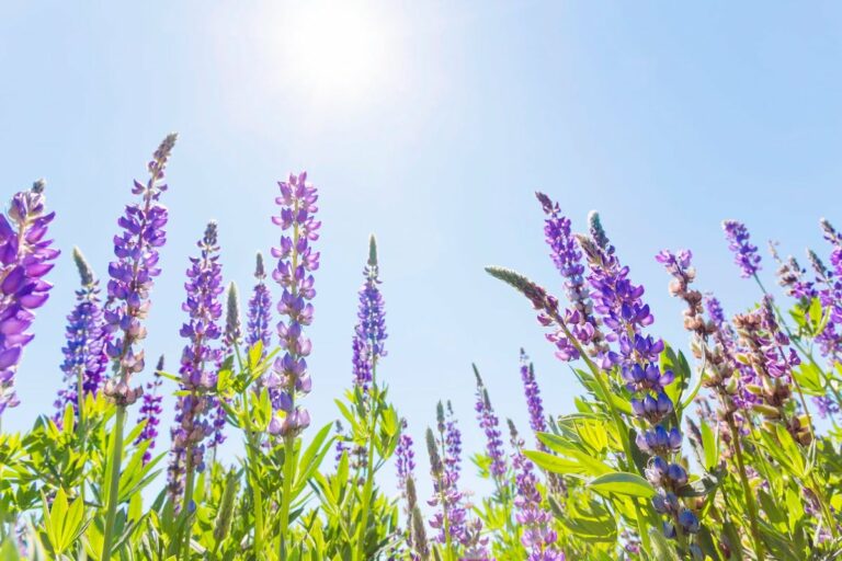 Be Kind to Your Mind: Questions to Ask to Find the Perfect Counselor for You!